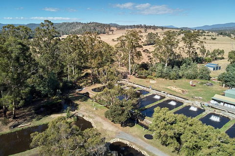 Skip The Line: Fishing Experience Ticket - Buxton Trout & Salmon - Newcastle Accommodation 0