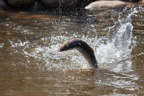 Skip The Line: Fishing Experience Ticket - Buxton Trout & Salmon - Newcastle Accommodation 18