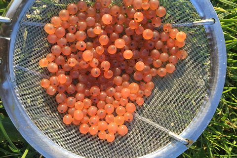 Skip The Line: Fishing Experience Ticket - Buxton Trout & Salmon - Newcastle Accommodation 11