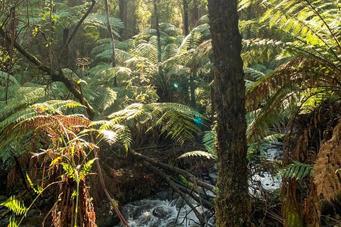 Hiking Tour To Aqueduct And Warburton Valley Lookout - Newcastle Accommodation 3