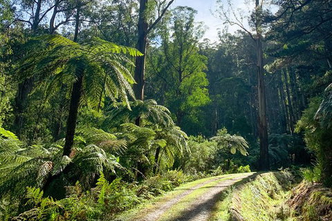 Hiking Tour To Aqueduct And Warburton Valley Lookout - Newcastle Accommodation 1