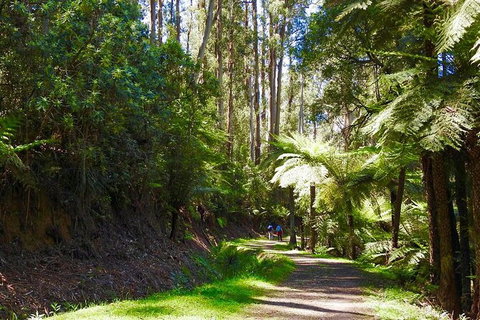 Half-Day Biking Activity From Aqueduct To California Redwoods - Newcastle Accommodation 2