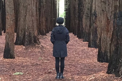 Half-Day Biking Activity From Aqueduct To California Redwoods - Newcastle Accommodation 0