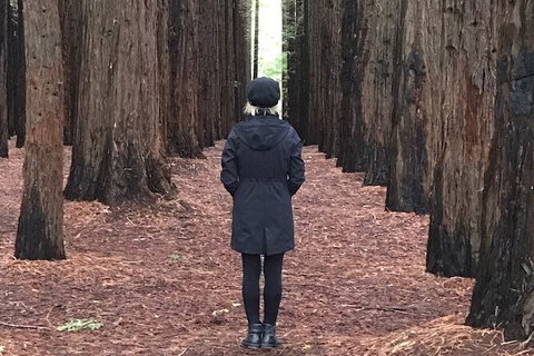 Private Aqueduct To California Redwoods Hiking Tour - Newcastle Accommodation 1