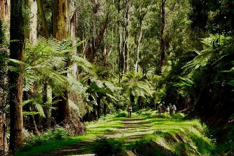 Private Aqueduct To California Redwoods Hiking Tour - Newcastle Accommodation 2