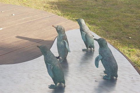Phillip Island Penguin And Wildlife Tour - New Castle Tourism 14