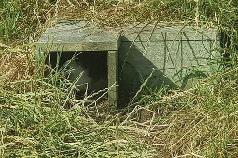 Phillip Island Penguin And Wildlife Tour - New Castle Tourism 11