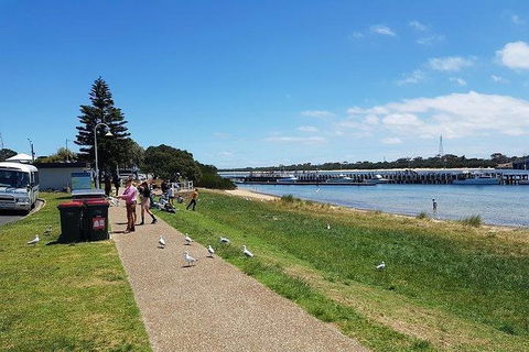 Phillip Island Penguin And Wildlife Tour - New Castle Tourism 25