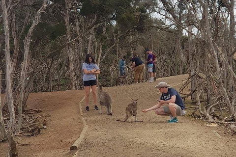 Phillip Island Penguin And Wildlife Tour - New Castle Tourism 34