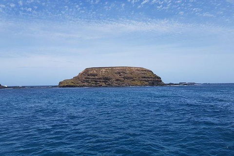 Phillip Island Penguin And Wildlife Tour - New Castle Tourism 17