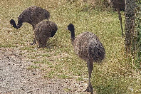 Phillip Island Penguin And Wildlife Tour - New Castle Tourism 32