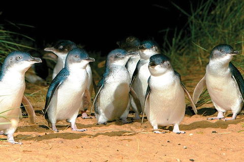 Phillip Island Penguin And Wildlife Tour - New Castle Tourism 0