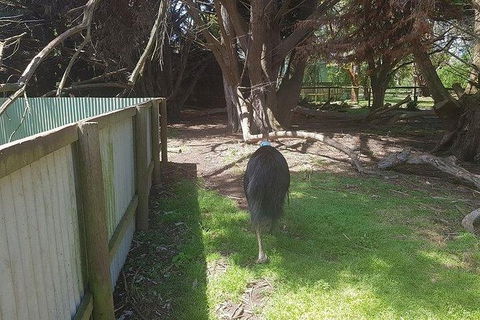 Phillip Island Penguin And Wildlife Tour - New Castle Tourism 5
