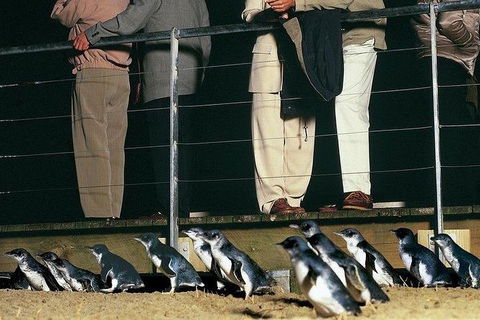 Phillip Island Penguin And Wildlife Tour - New Castle Tourism 20