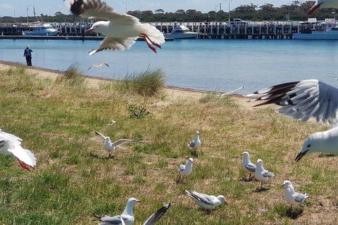 Phillip Island Penguin And Wildlife Tour - New Castle Tourism 1