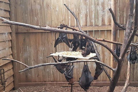 Phillip Island Penguin And Wildlife Tour - New Castle Tourism 31