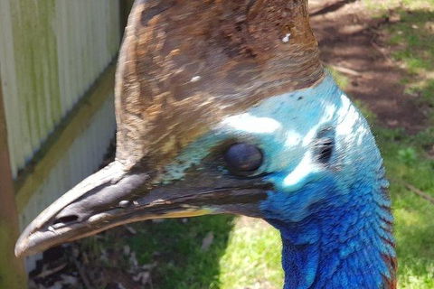 Phillip Island Penguin And Wildlife Tour - New Castle Tourism 19