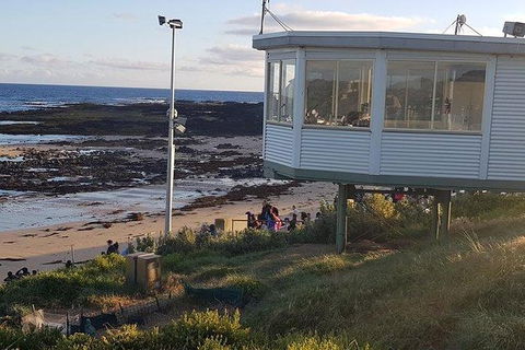 Phillip Island Penguin And Wildlife Tour - New Castle Tourism 33