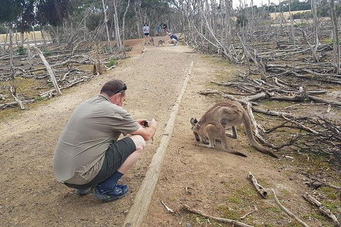 Phillip Island Penguin And Wildlife Tour - New Castle Tourism 30