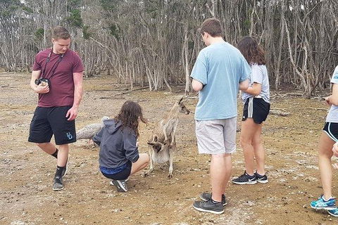 Phillip Island Penguin And Wildlife Tour - New Castle Tourism 3
