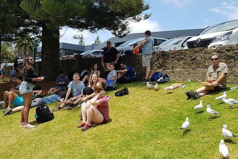 Phillip Island Penguin And Wildlife Tour - New Castle Tourism 22