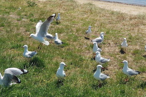 Phillip Island Penguin And Wildlife Tour - New Castle Tourism 9