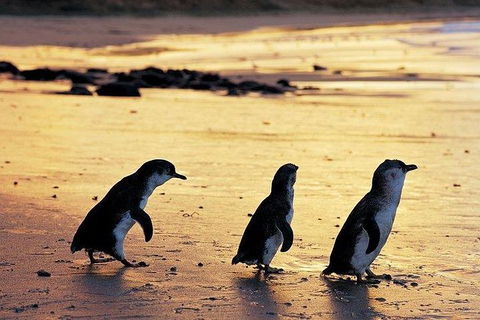 Phillip Island Penguin And Wildlife Tour - New Castle Tourism 13
