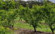 Yarra Valley Wineries And Rayners Orchard Tour From Melbourne - thumb 27