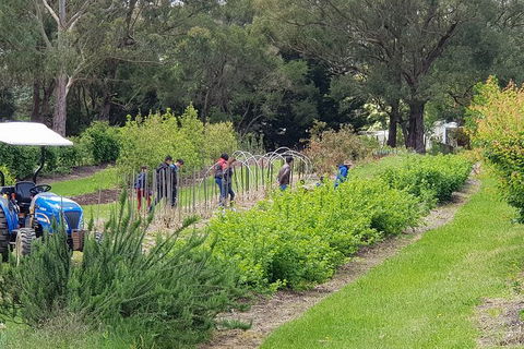 Yarra Valley Wineries And Rayners Orchard Tour From Melbourne - Newcastle Accommodation 3