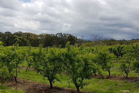 Yarra Valley Wineries And Rayners Orchard Tour From Melbourne - Newcastle Accommodation 18