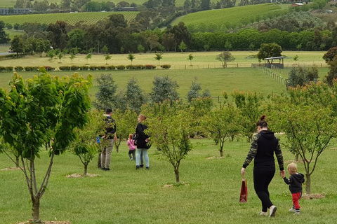 Day Tour Of Yarra Valley Puffing Billy And Rayners Orchard - Newcastle Accommodation 36