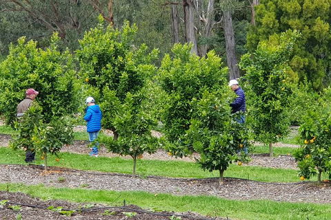 Day Tour Of Yarra Valley Puffing Billy And Rayners Orchard - Newcastle Accommodation 1
