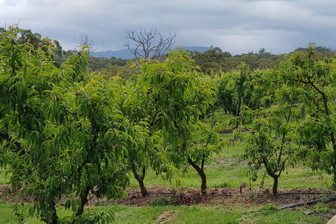Day Tour Of Yarra Valley Puffing Billy And Rayners Orchard - Newcastle Accommodation 41