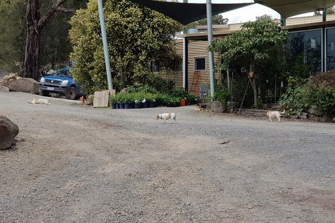 Day Tour Of Yarra Valley Puffing Billy And Rayners Orchard - Newcastle Accommodation 26