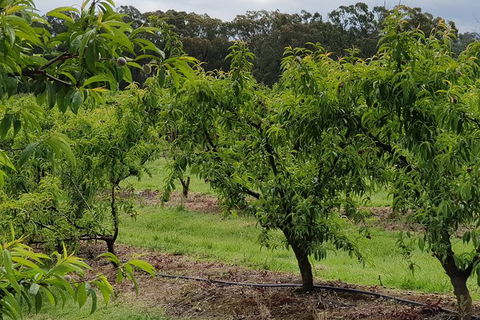 Day Tour Of Yarra Valley Puffing Billy And Rayners Orchard - Newcastle Accommodation 49