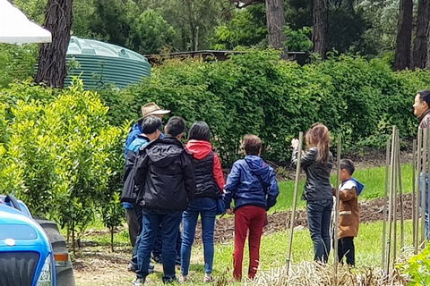 Day Tour Of Yarra Valley Puffing Billy And Rayners Orchard - Newcastle Accommodation 16