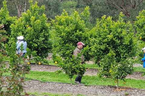 Day Tour Of Yarra Valley Puffing Billy And Rayners Orchard - Newcastle Accommodation 34