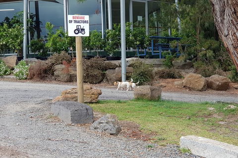 Day Tour Of Yarra Valley Puffing Billy And Rayners Orchard - Newcastle Accommodation 2