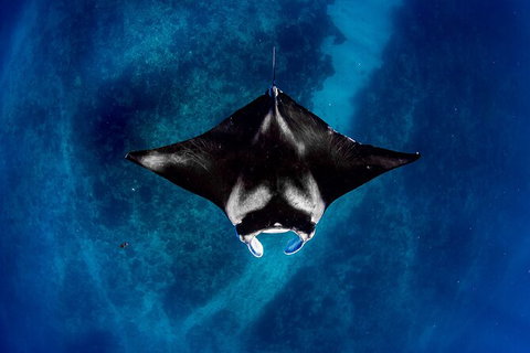 Life On Ningaloo Swimming Tour In Exmouth - Newcastle Accommodation 3