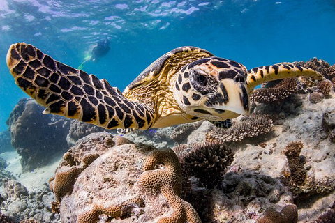 Life On Ningaloo Swimming Tour In Exmouth - Newcastle Accommodation 1