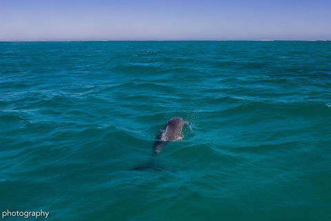 Ningaloo Immersion Private Charter - New Castle Tourism 1