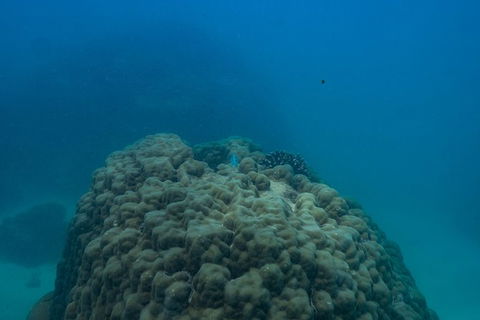 Ningaloo Immersion Private Charter - New Castle Tourism 4