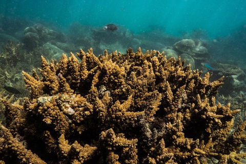 Ningaloo Immersion Private Charter - New Castle Tourism 6