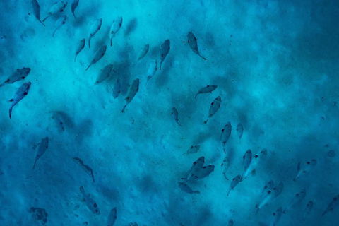 Ningaloo Immersion Private Charter - New Castle Tourism 2
