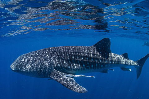 Full-Day Whale Sharks Swimming Experience On Ningaloo Reef - New Castle Tourism 10