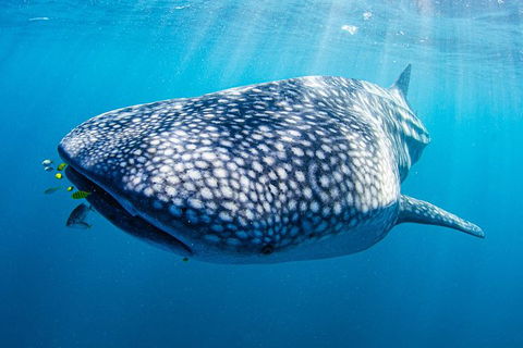 Full-Day Whale Sharks Swimming Experience On Ningaloo Reef - New Castle Tourism 9