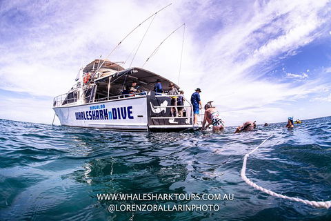 Full-Day Whale Sharks Swimming Experience On Ningaloo Reef - New Castle Tourism 13