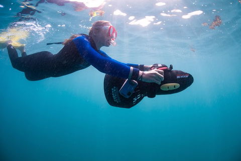 Full-Day Whale Sharks Swimming Experience On Ningaloo Reef - New Castle Tourism 4