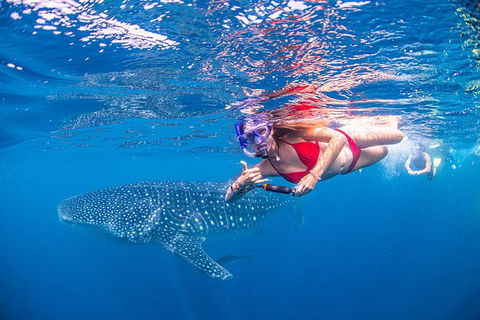 Full-Day Whale Sharks Swimming Experience On Ningaloo Reef - New Castle Tourism 0