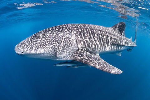 Full-Day Whale Sharks Swimming Experience On Ningaloo Reef - New Castle Tourism 14
